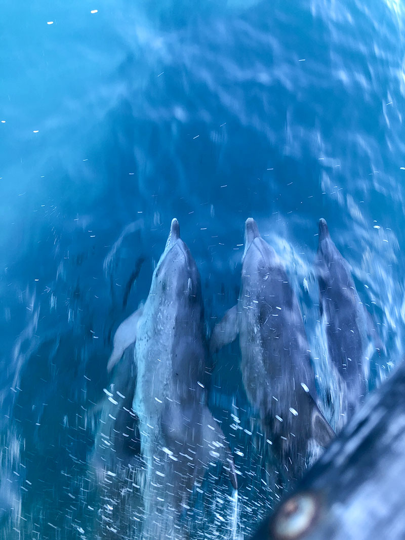 dolphins